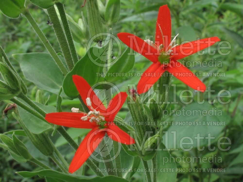 Silene regia (Royal Catchfly) 2 