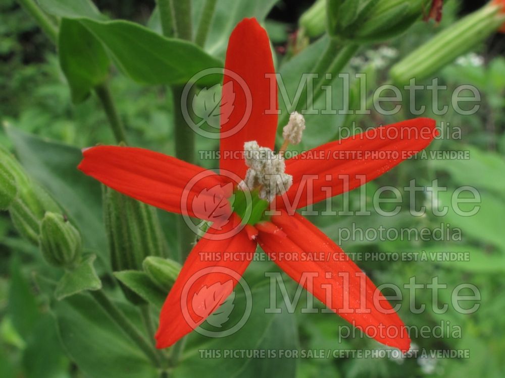 Silene regia (Royal Catchfly) 3 