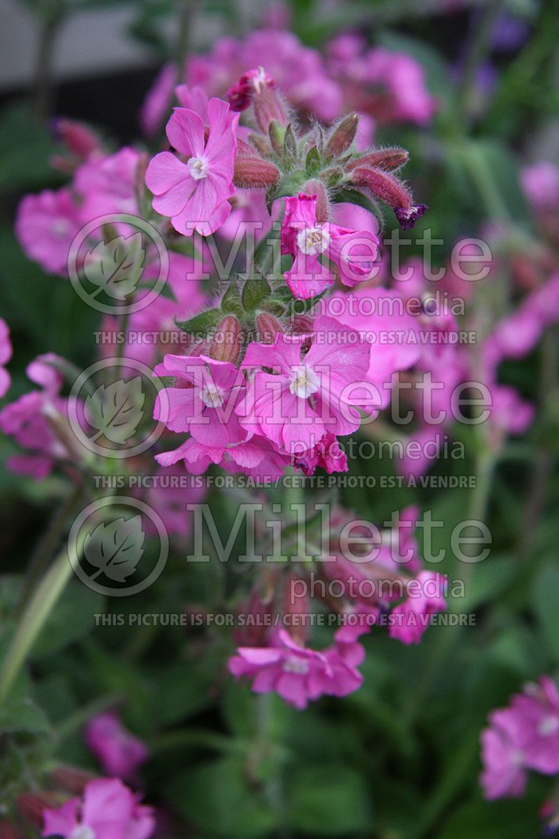 Silene Rollie's Favorite (Campion catchfly) 2