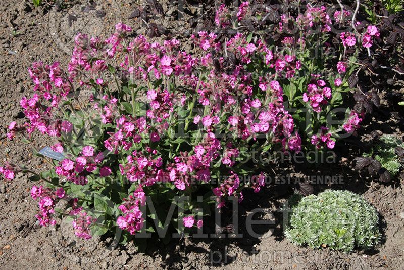 Silene Rollie's Favorite (Campion catchfly) 1 