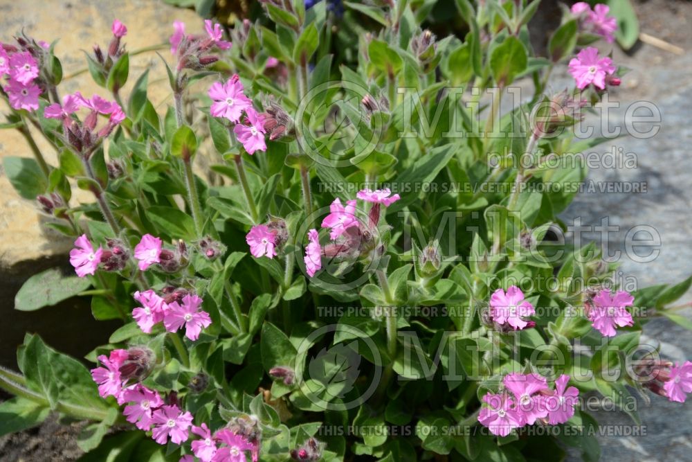 Silene Rollie's Favorite (Campion catchfly) 3