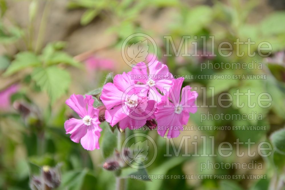 Silene Rollie's Favorite (Campion catchfly) 4