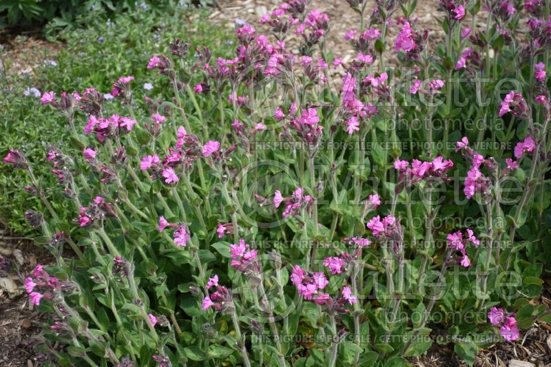 Silene Rollie's Favorite (Campion catchfly) 5