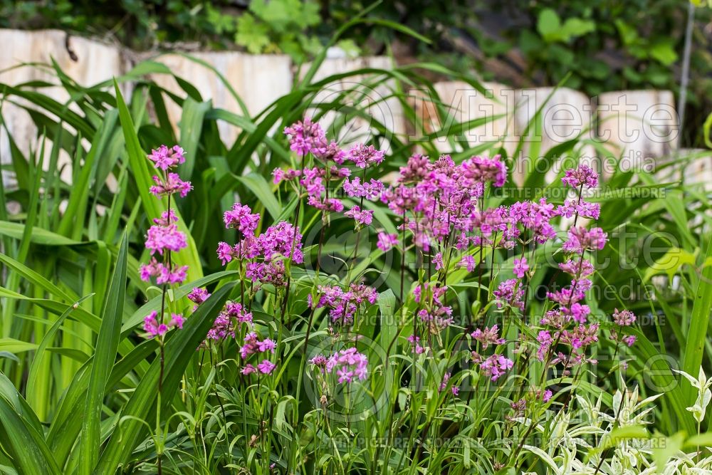 Silene Splendens (Royal Catchfly) 1 