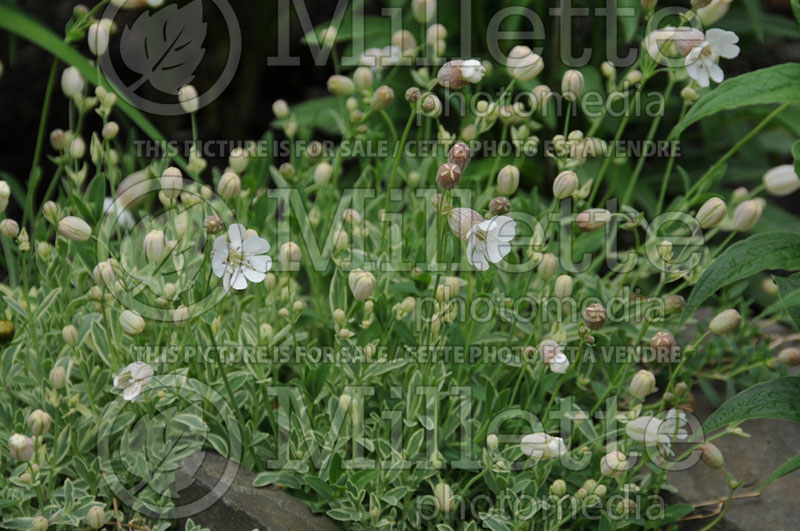 Silene Druett's Variegated (Variegated Rock Campion) 2 