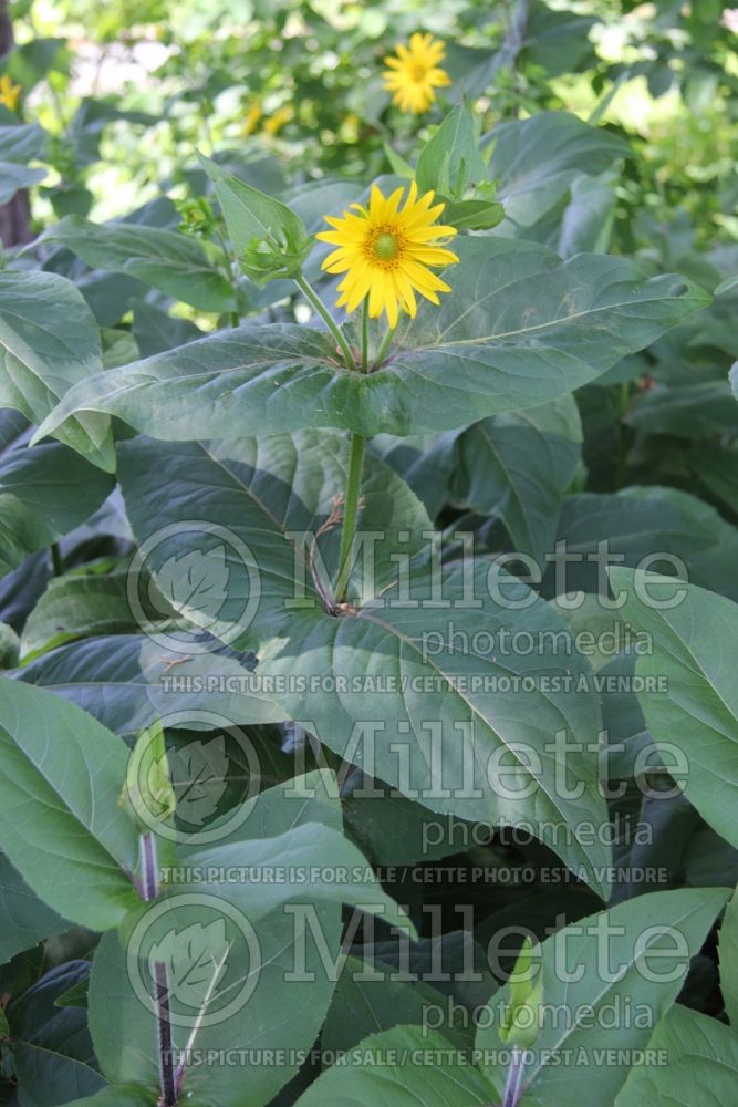 Silphium connatum (Cup Plant) 3