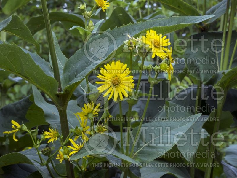 Silphium perfoliatum (Cup plant) 2 