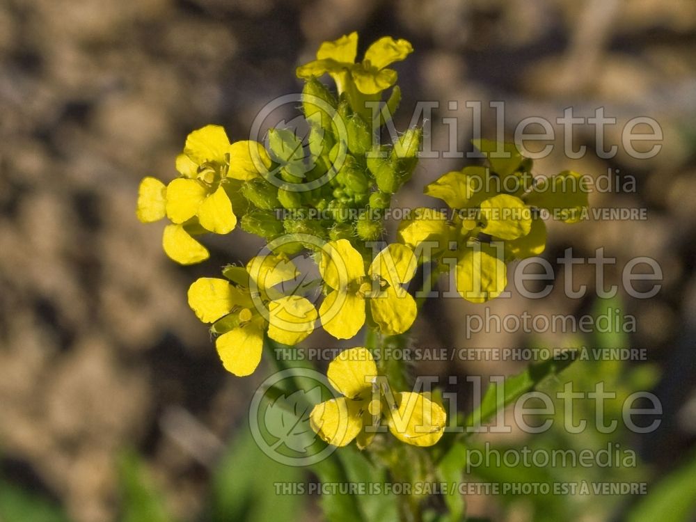 Sinapis arvensis (wild mustard or charlock) 1
