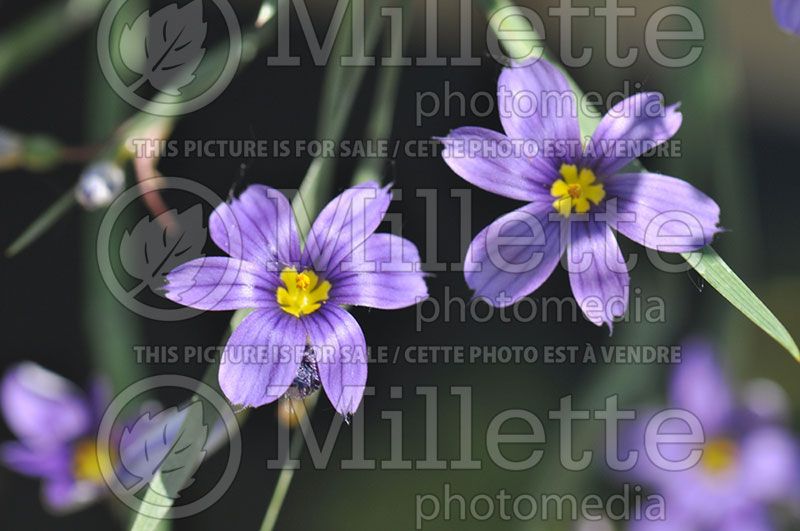 Sisyrinchium angustifolium (Blue-eyed grass)  4