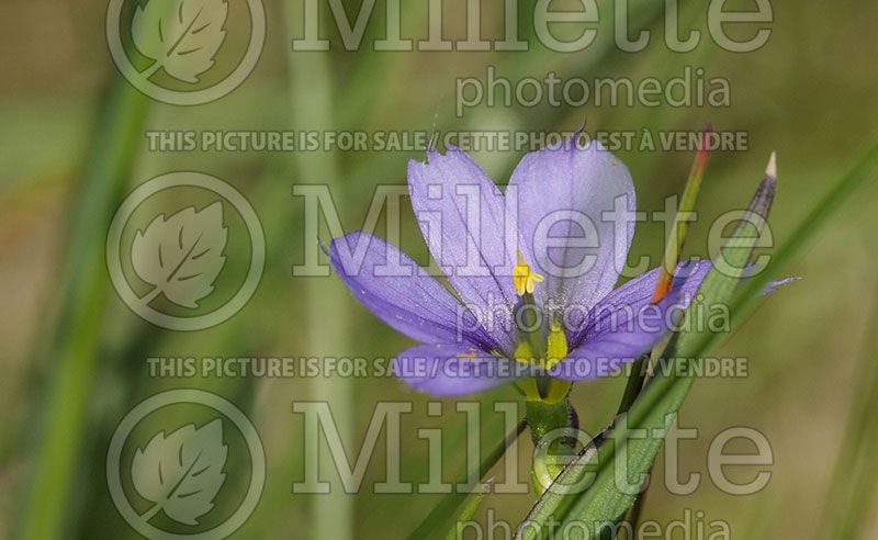 Sisyrinchium angustifolium (Blue-eyed grass)  1