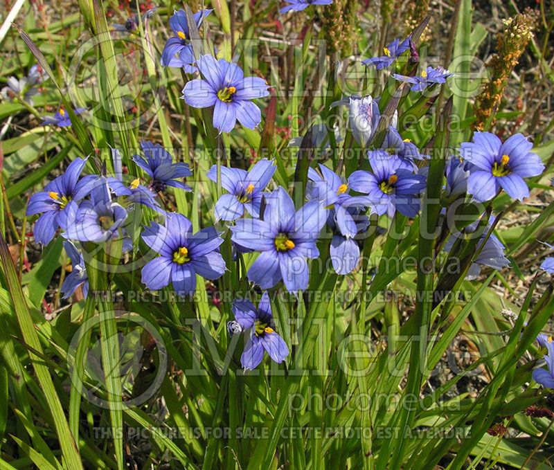 Sisyrinchium angustifolium (Blue-eyed grass)  5