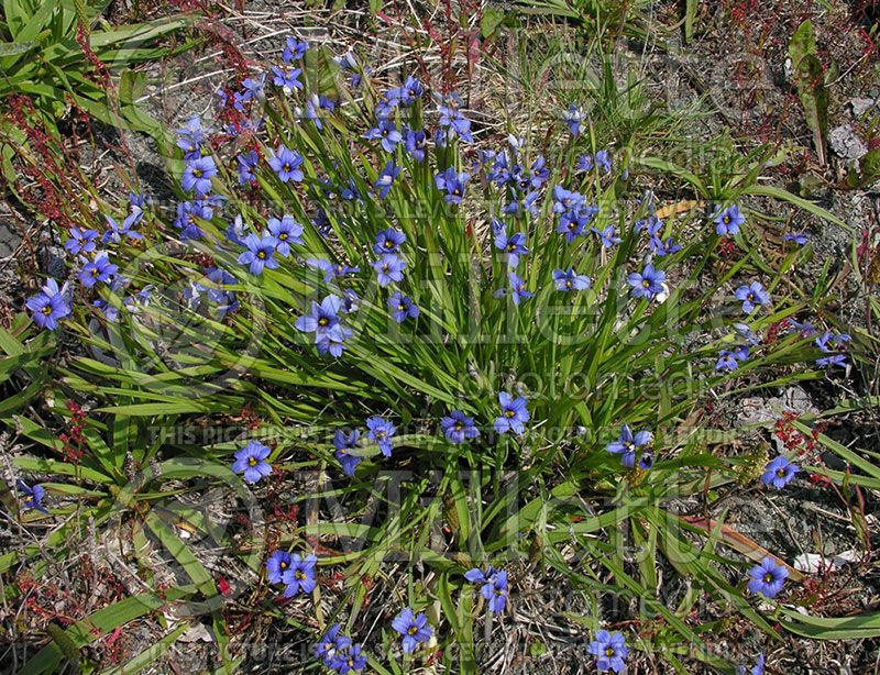 Sisyrinchium angustifolium (Blue-eyed grass)  6