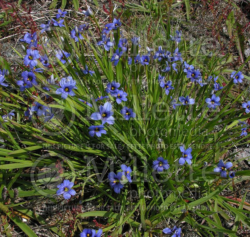 Sisyrinchium angustifolium (Blue-eyed grass)  7