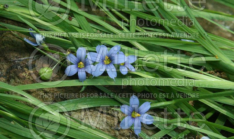 Sisyrinchium angustifolium (Blue-eyed grass)  2