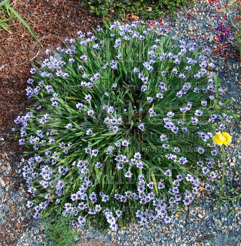 Sisyrinchium Arroyo de la Cruz (Blue-Eyed Grass) 1  