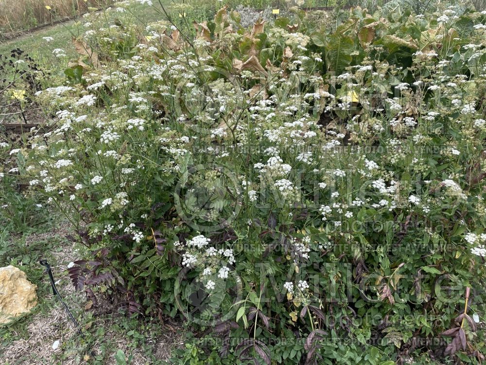 Sium sisarum (Skirret vegetable) 1 