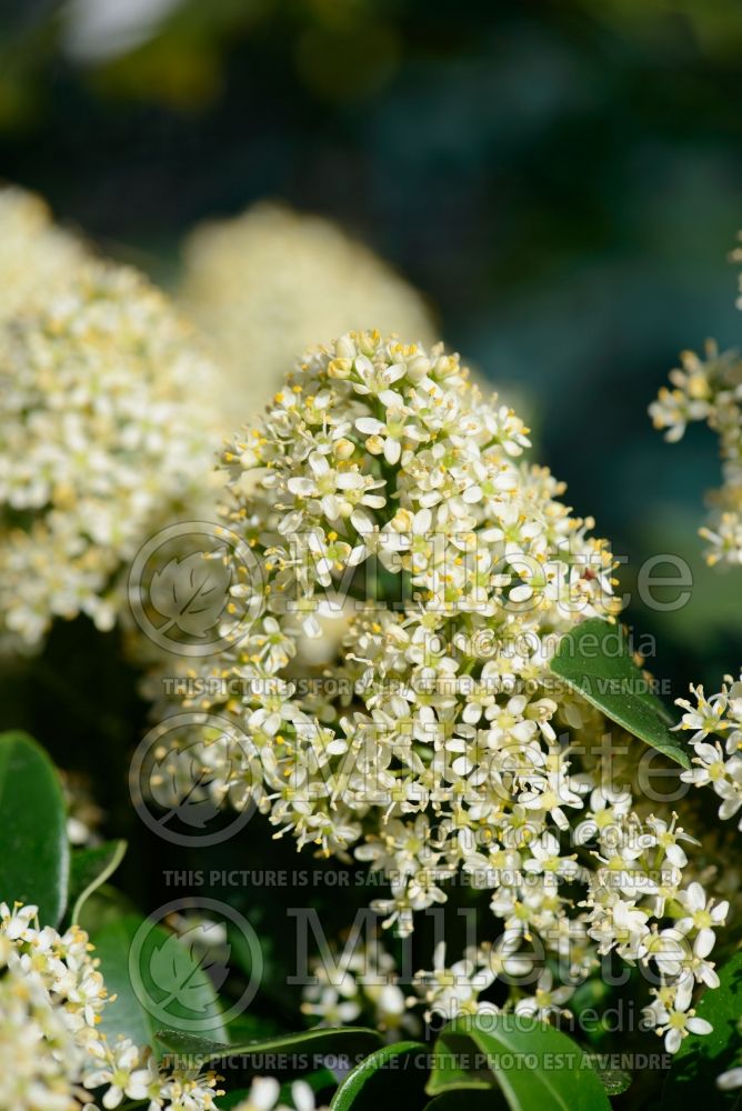 Skimmia Finchy (Skimmia) 1 