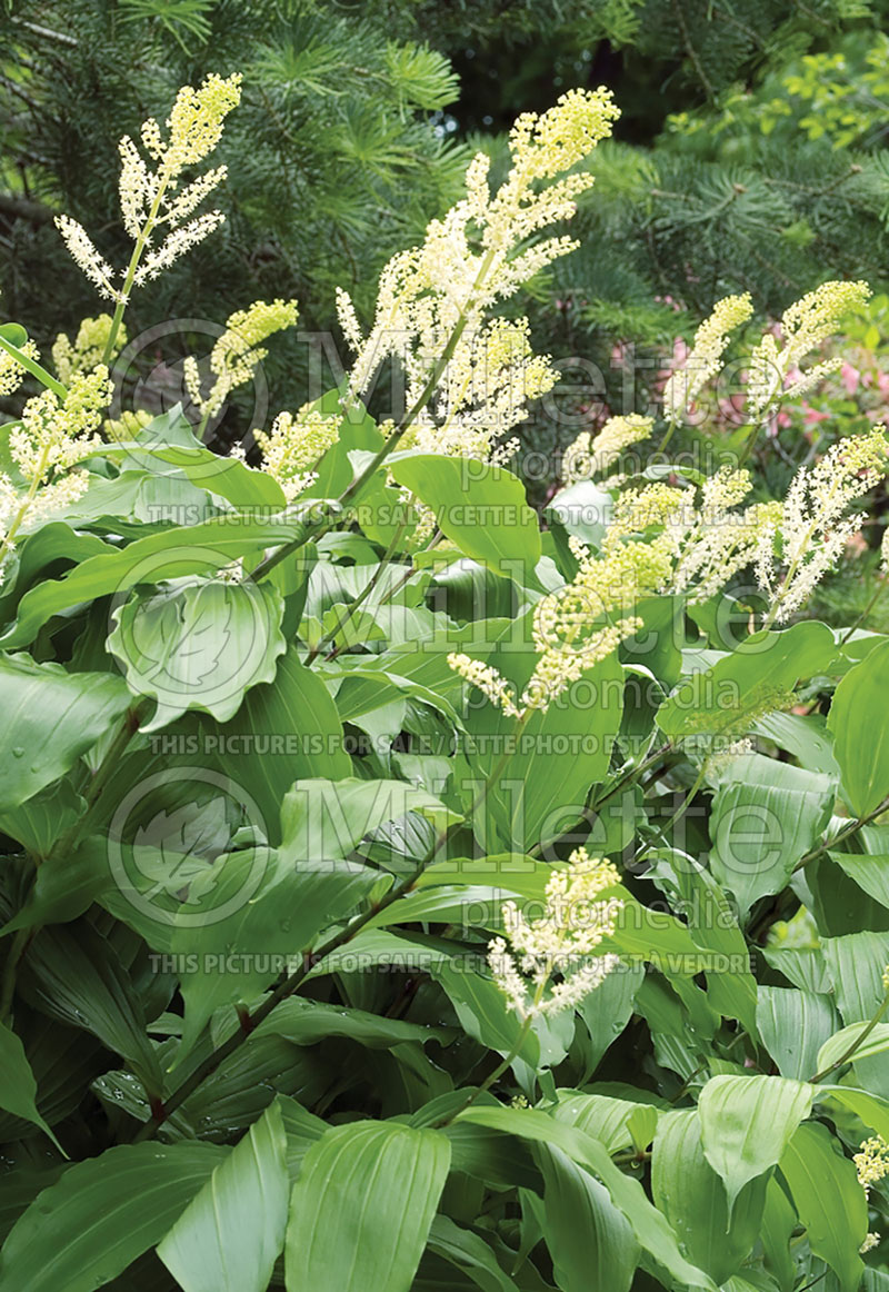 Maianthemum racemosum aka Smilacina racemosa (False Solomon’s Seal) 1 