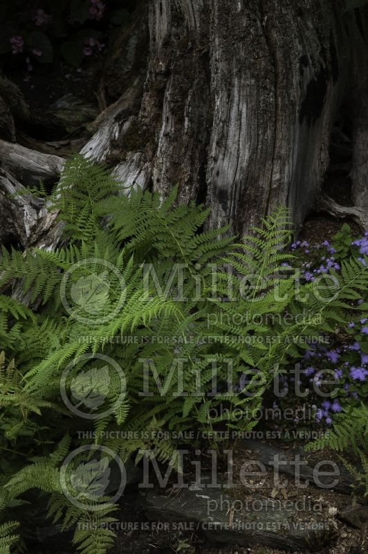 Snag and Fern in woodland (Dryopteris or Thelypteris novaboracensis) 9