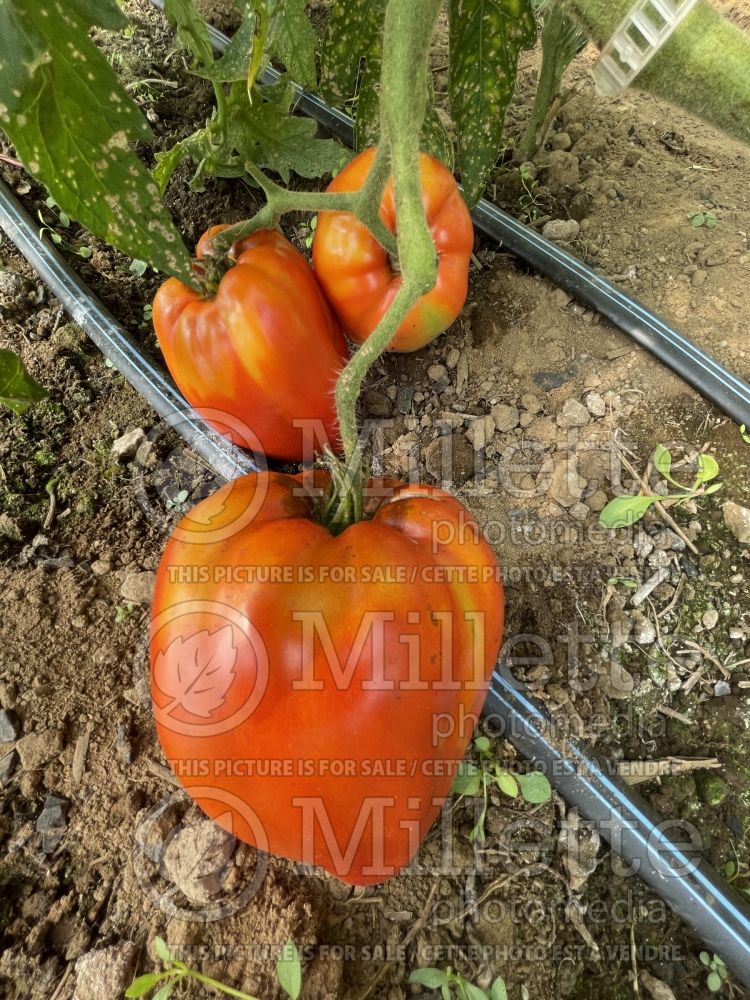 Solanum La Pasquale (Tomato vegetable - tomate) 1