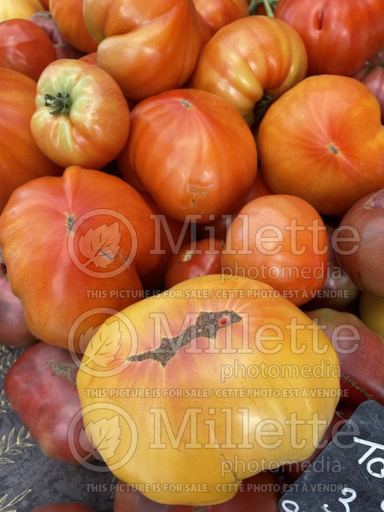 Solanum lycopersicum (Tomato vegetable - tomate) 6