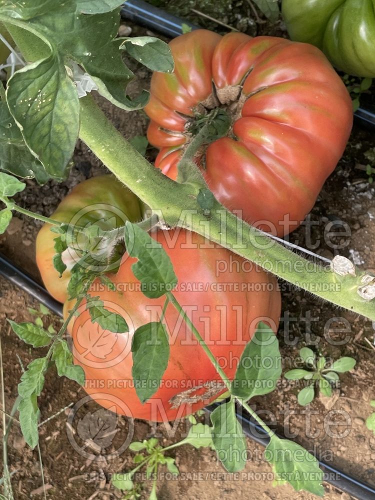 Solanum Adelin Morin (Tomato vegetable - tomate) 3