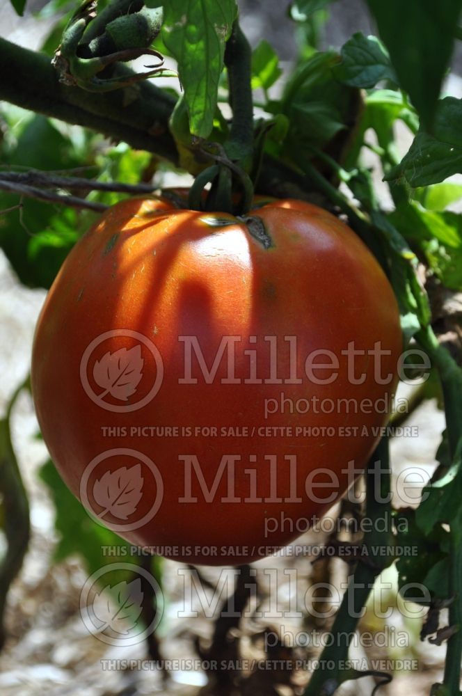 Solanum Amish Paste (Tomato vegetable - tomate) 1