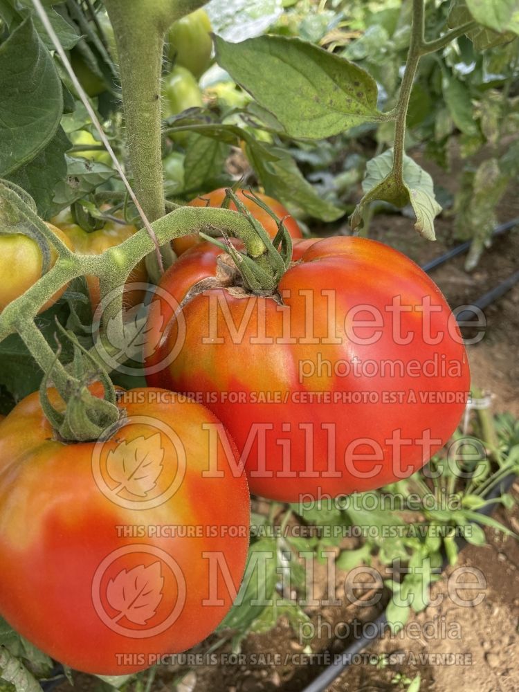 Solanum Amish Paste (Tomato vegetable - tomate) 2