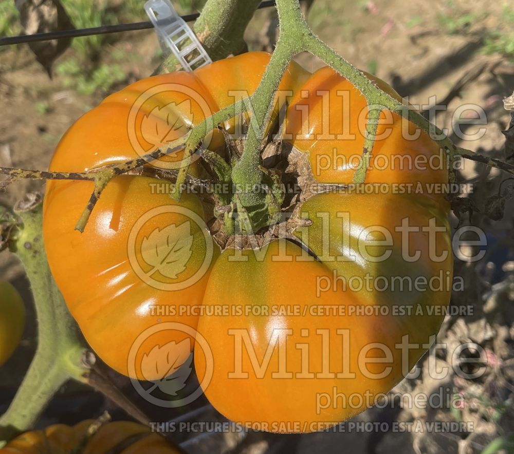 Solanum Pineapple aka Ananas (Tomato vegetable - tomate) 9 