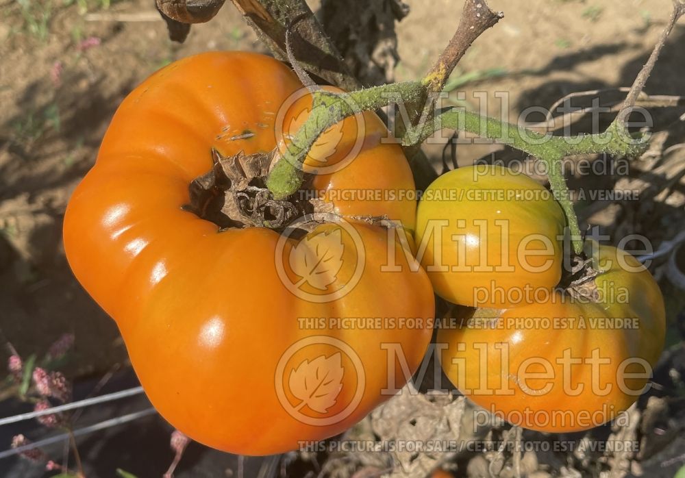 Solanum Pineapple aka Ananas (Tomato vegetable - tomate) 8 