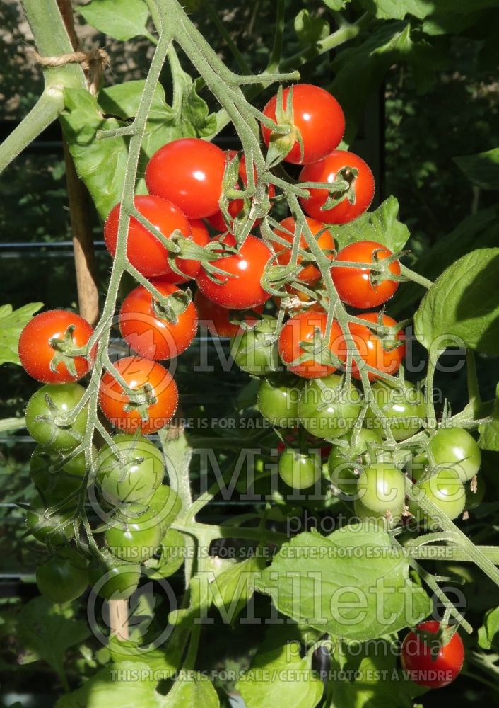 Solanum Apero (Tomato vegetable - tomate) 1