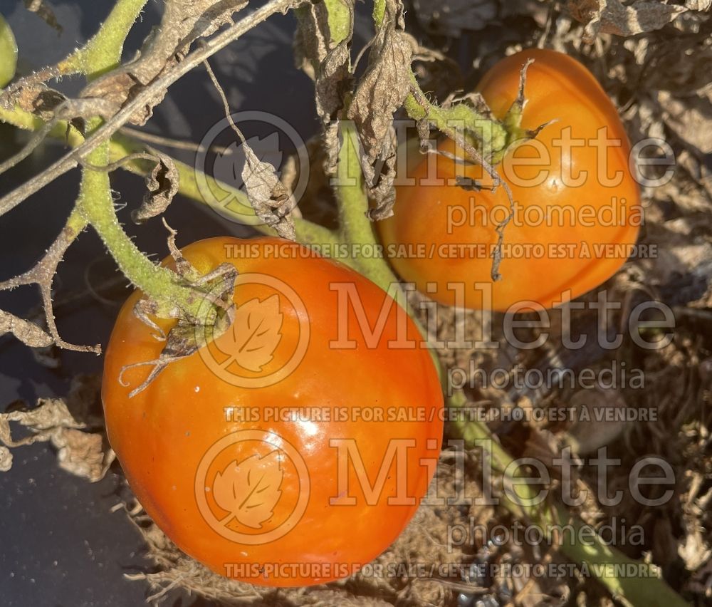 Solanum Aunt Mary's Paste (Tomato vegetable - tomate) 1