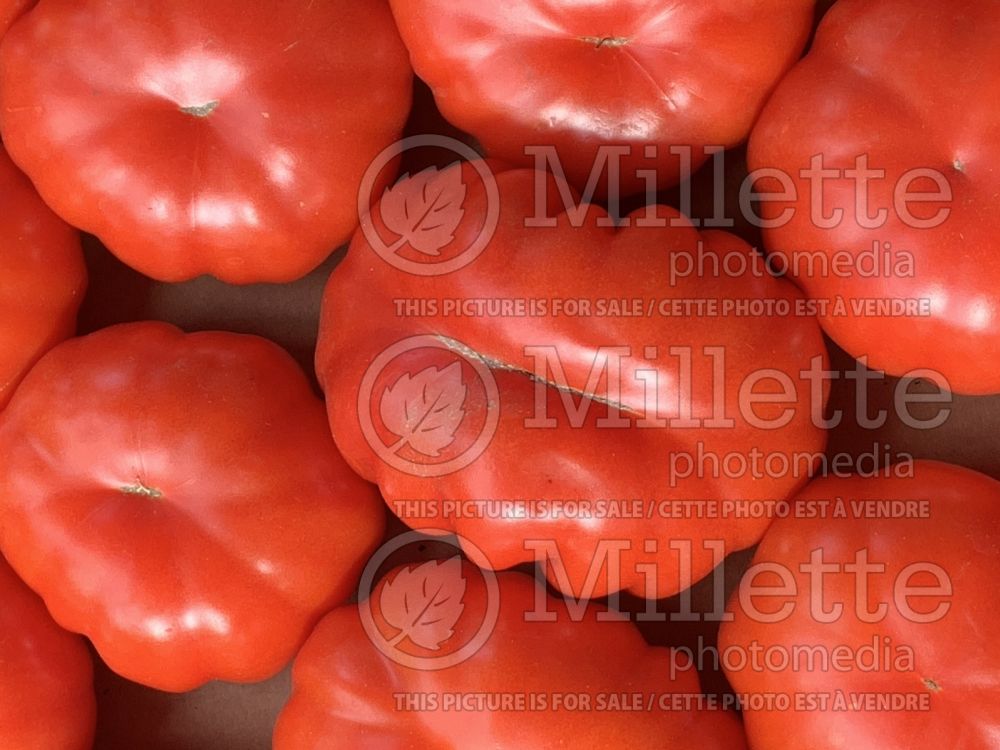 Solanum Beefsteak (Tomato vegetable - tomate) 3  