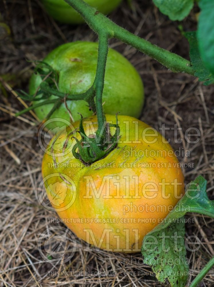 Solanum Better Boy (Tomato vegetable - tomate) 2 