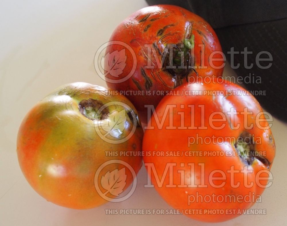 Solanum Better Boy (Tomato vegetable - tomate) 1 