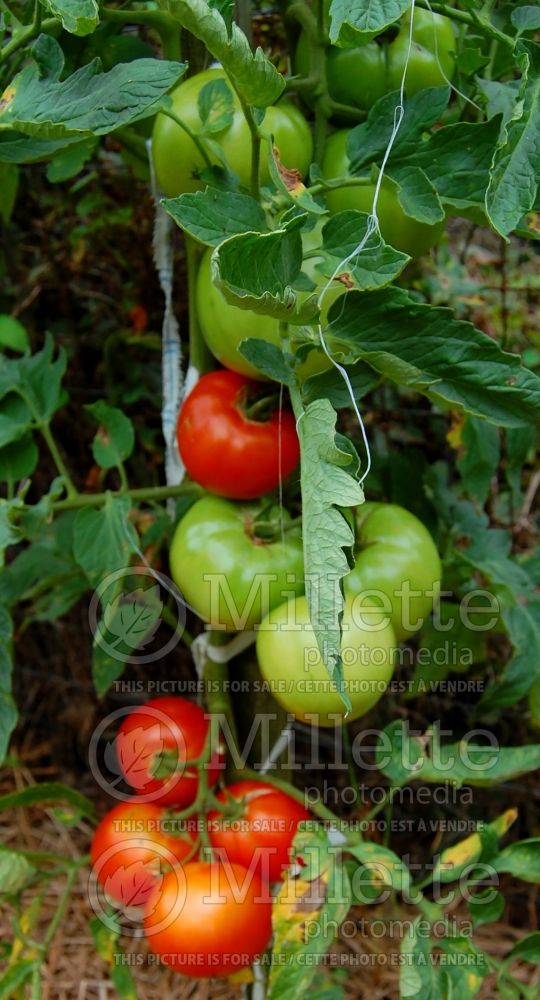 Solanum Big Beef (Tomato vegetable - tomate) 5  