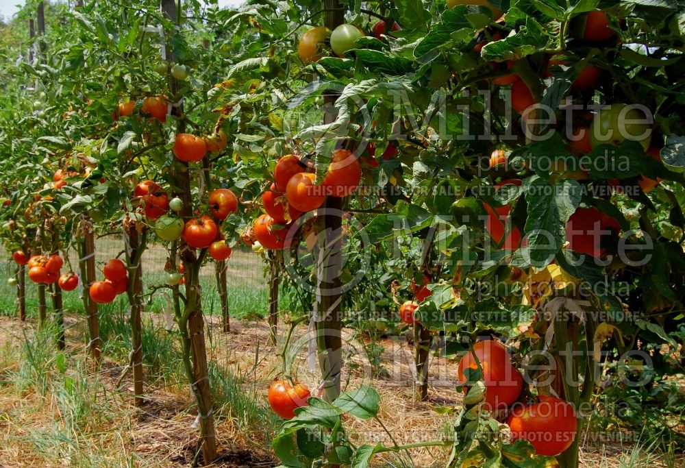 Solanum Big Beef (Tomato vegetable - tomate) 8 