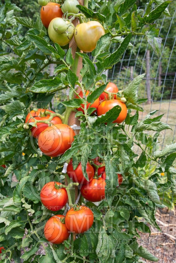 Solanum Big Beef (Tomato vegetable - tomate) 6  