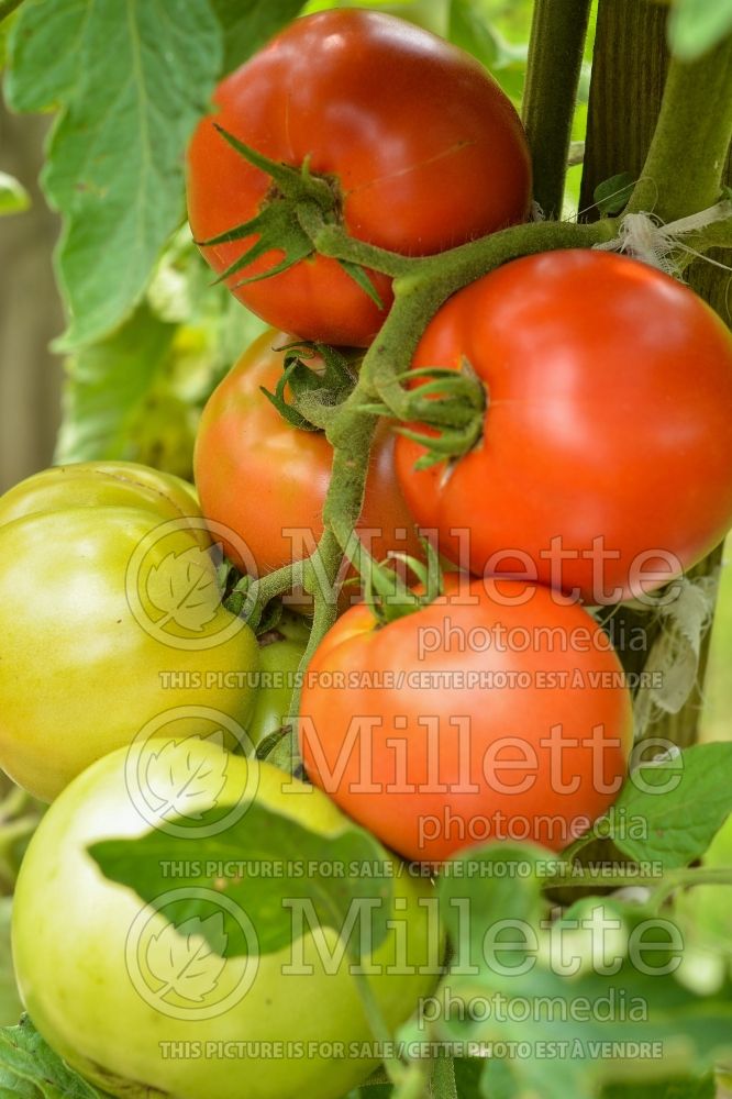 Solanum Big Beef (Tomato vegetable - tomate) 7 