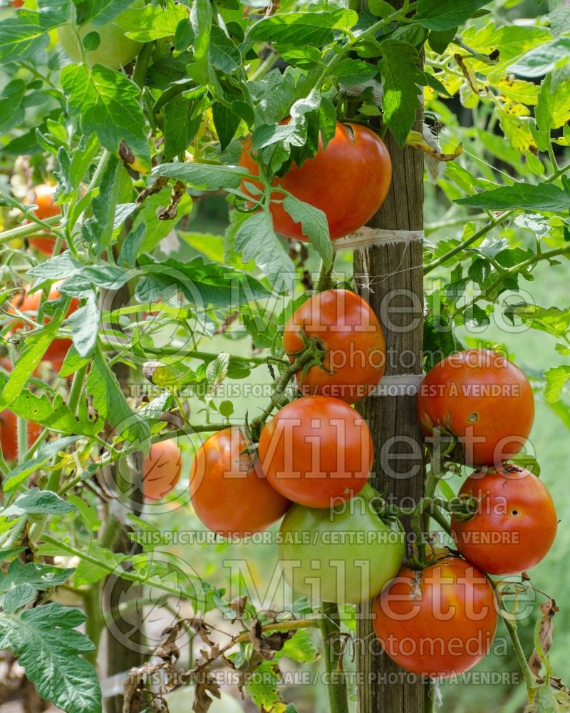 Solanum Big Beef (Tomato vegetable - tomate) 9 