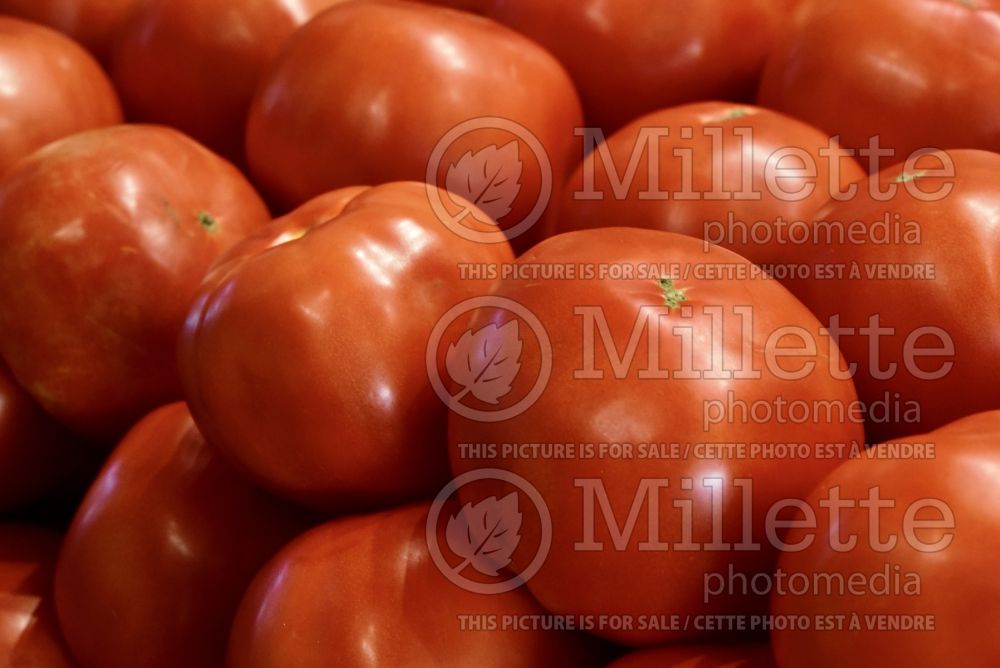 Solanum Big Boy (Tomato vegetable - tomate) 1  