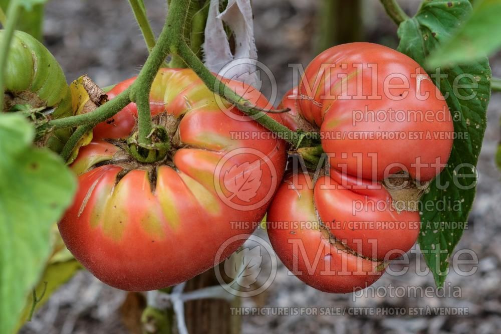 Solanum Big Pink (Tomato vegetable - tomate) 1