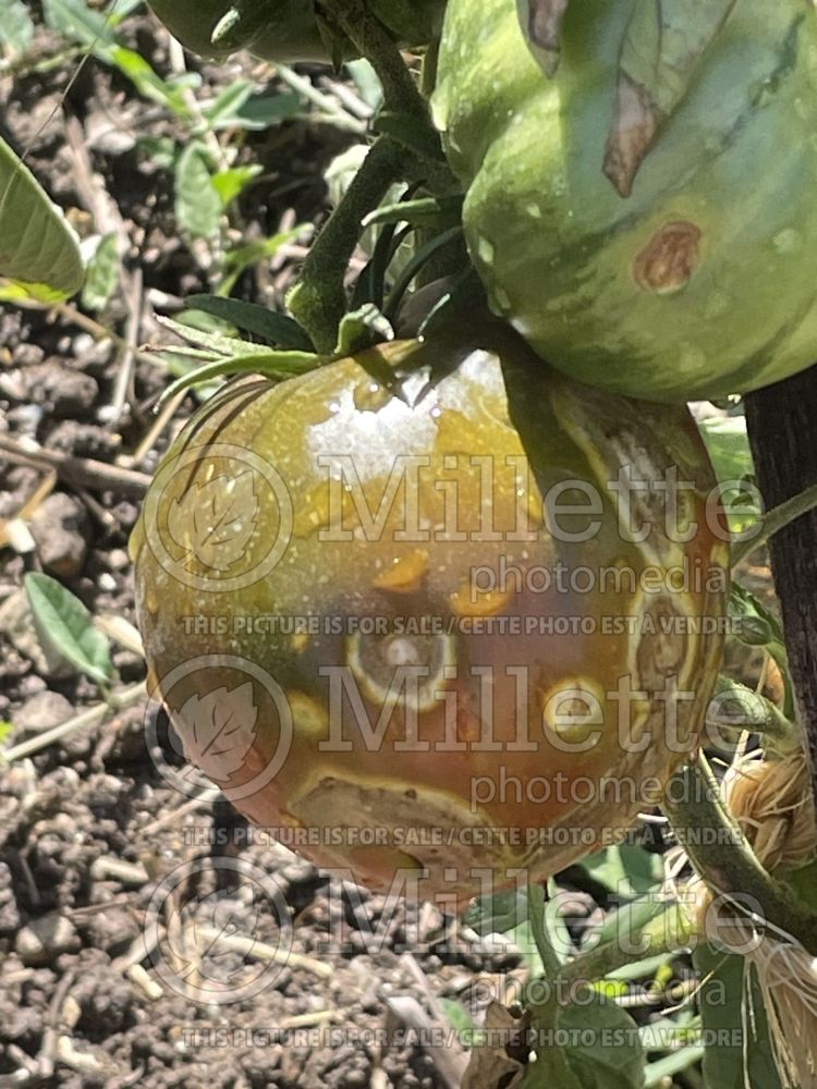 Solanum Black Sea Man (Tomato vegetable - tomate) 1