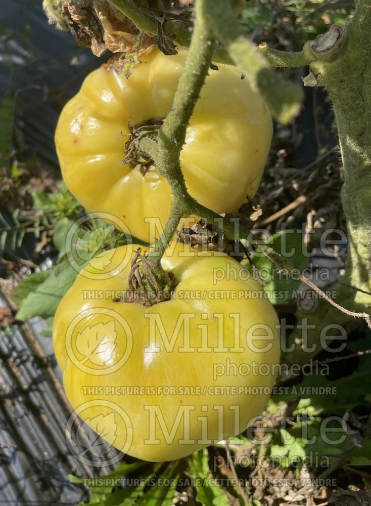 Solanum Blanche Halfmoon China (Tomato vegetable - tomate) 2 