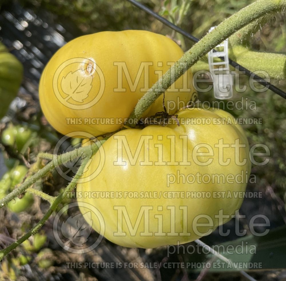 Solanum Blanche Halfmoon China (Tomato vegetable - tomate) 3 