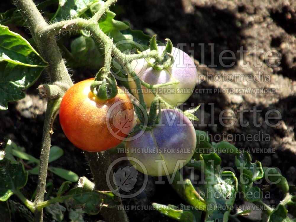 Solanum Blue Pitts (Tomato vegetable - tomate) 2