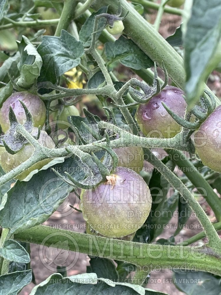 Solanum Blue Pitts (Tomato vegetable - tomate) 1