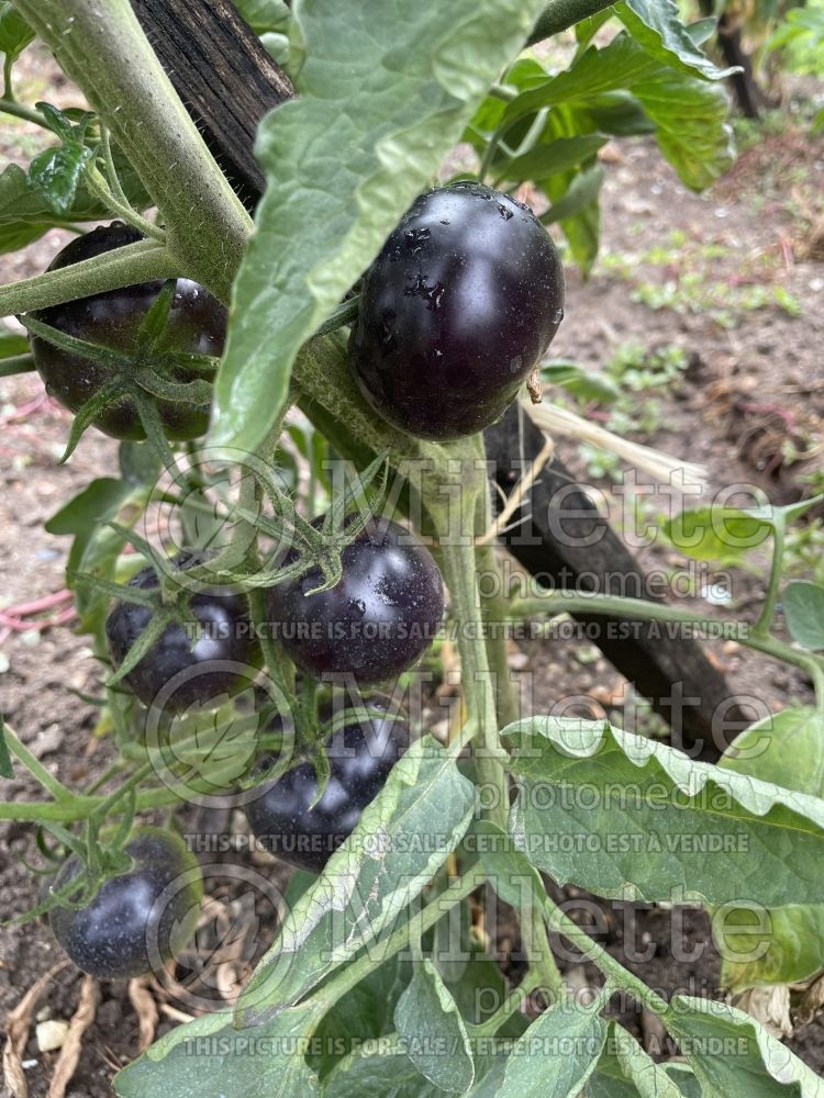 Solanum Blue Streaks (Tomato vegetable - tomate) 1 