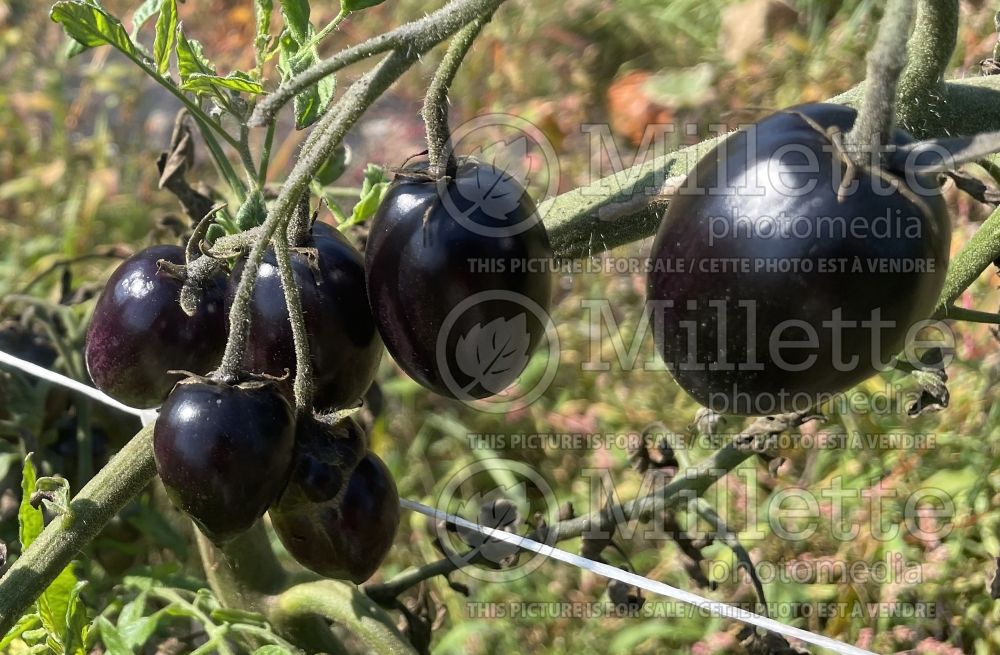 Solanum Brad's Atomic (Tomato vegetable - tomate) 2