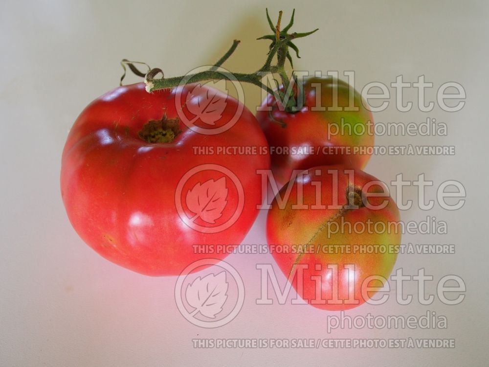 Solanum Brandywine (Tomato vegetable - tomate) 6  